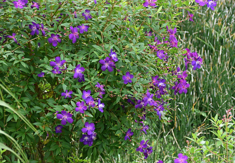 f:id:flowerTDR:20201121090101j:plain