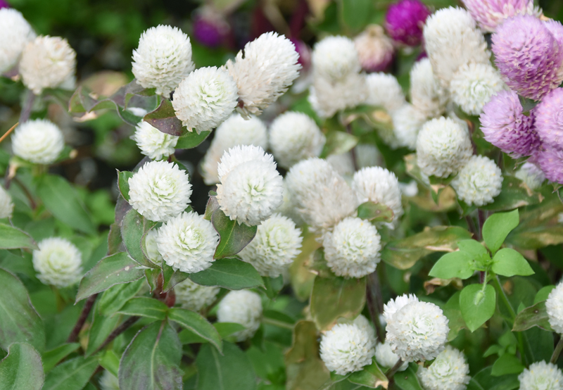 f:id:flowerTDR:20201122084249j:plain