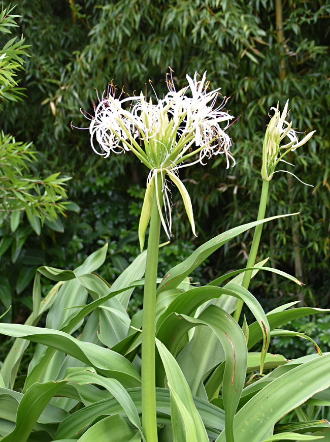 f:id:flowerTDR:20201123071650j:plain