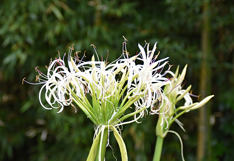 f:id:flowerTDR:20201123071705j:plain