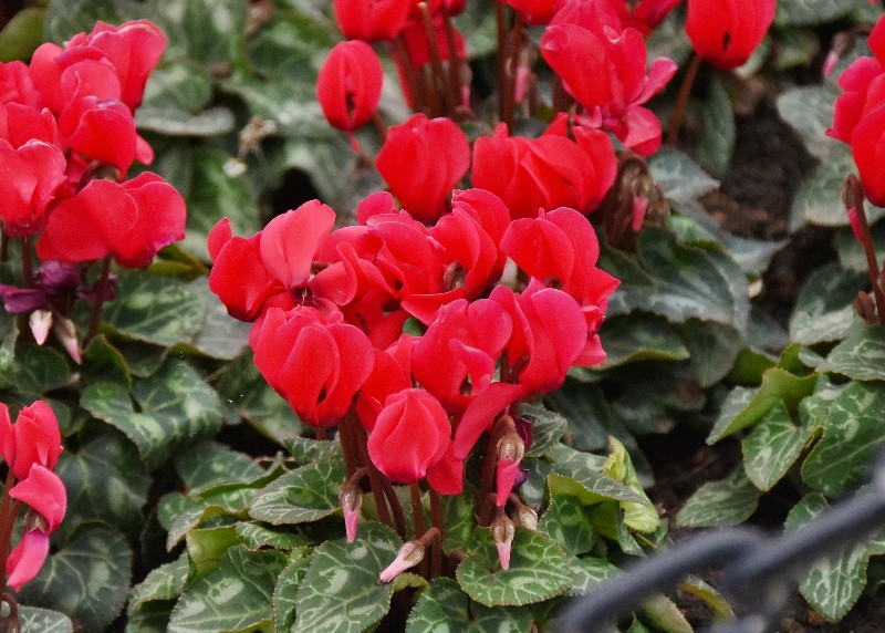 f:id:flowerTDR:20201124090019j:image
