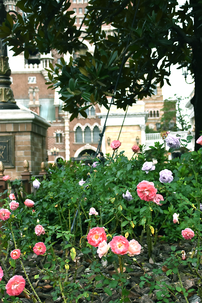 f:id:flowerTDR:20201125080727j:plain