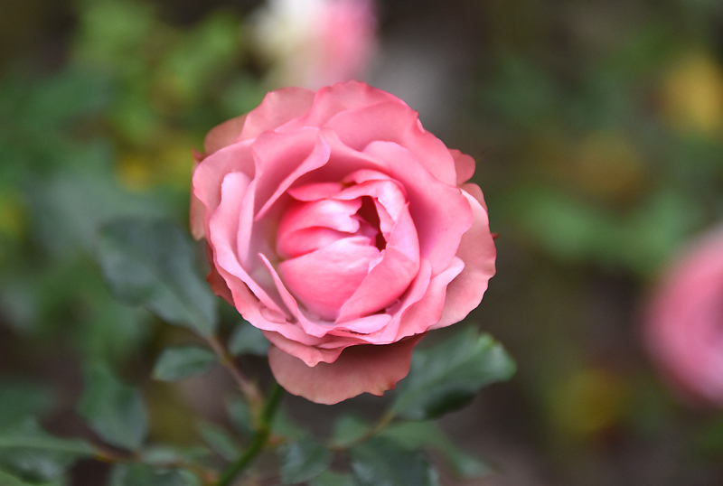 f:id:flowerTDR:20201125080756j:plain