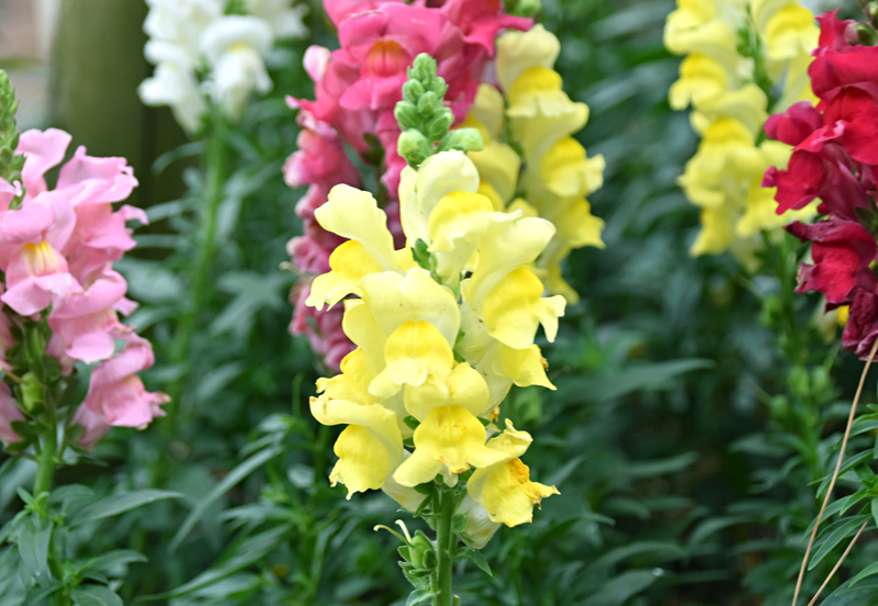 f:id:flowerTDR:20201127090008j:plain