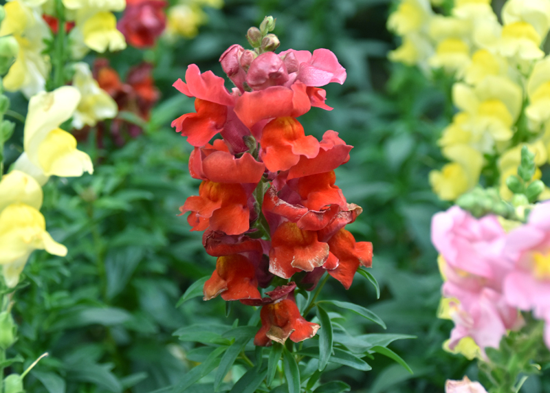 f:id:flowerTDR:20201127090017j:plain