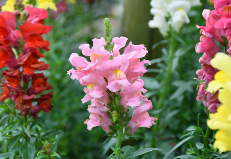 f:id:flowerTDR:20201127090059j:plain
