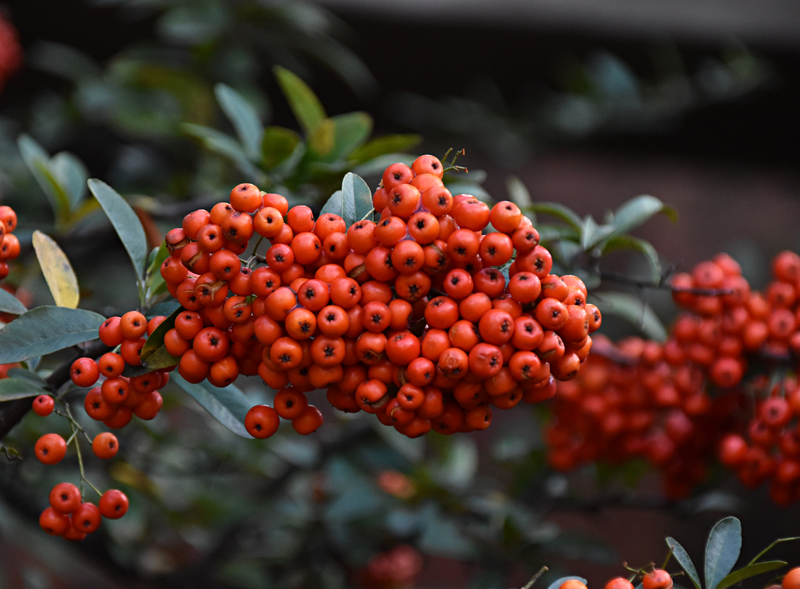 f:id:flowerTDR:20201128004422j:plain
