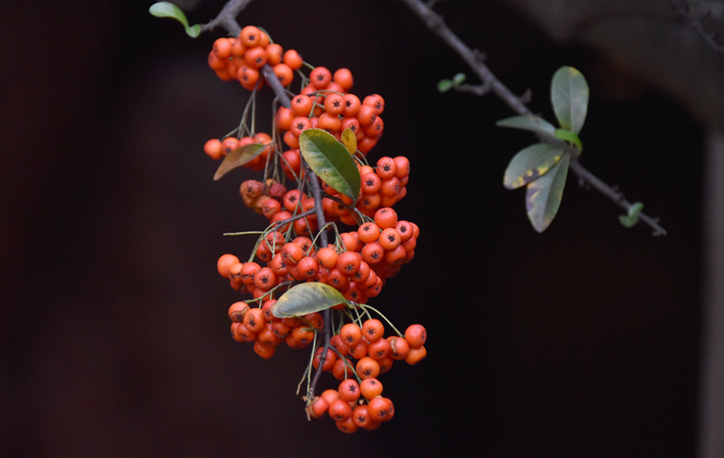 f:id:flowerTDR:20201128004434j:plain