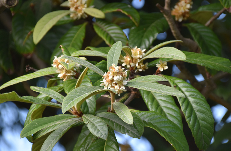 f:id:flowerTDR:20201129064724j:plain
