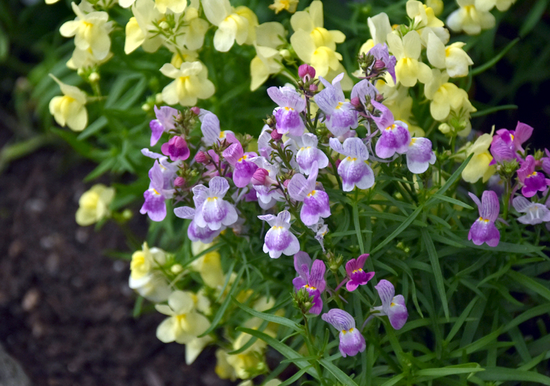 f:id:flowerTDR:20201130081110j:plain