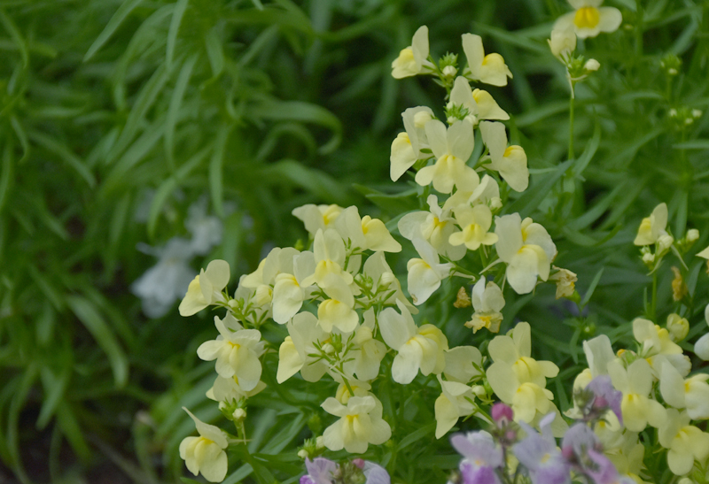 f:id:flowerTDR:20201130081126j:plain