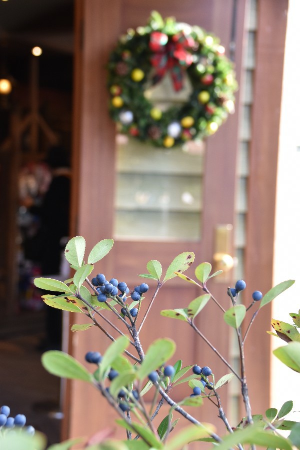 f:id:flowerTDR:20201206072700j:image