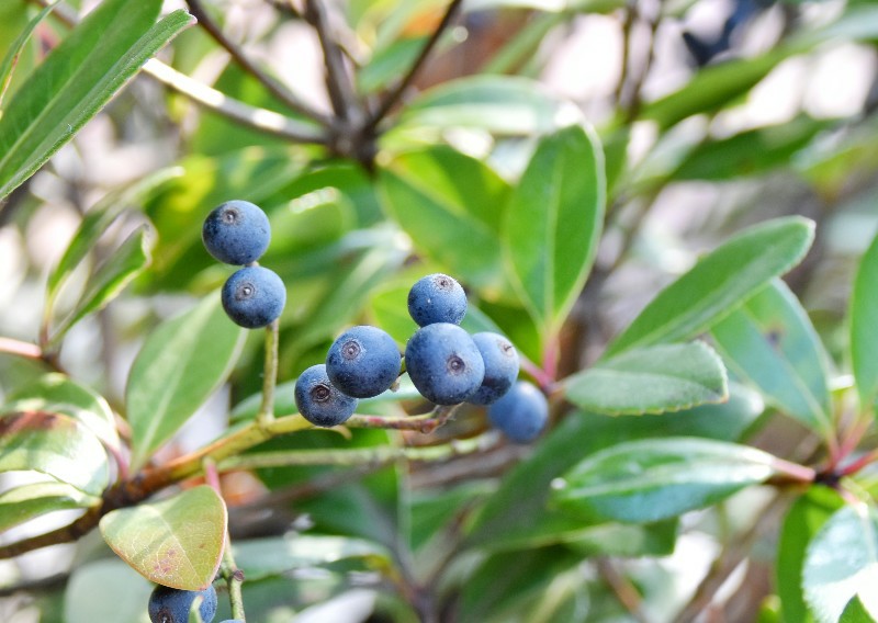 f:id:flowerTDR:20201206072710j:image