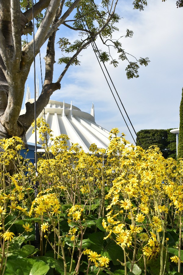 f:id:flowerTDR:20201208091658j:image