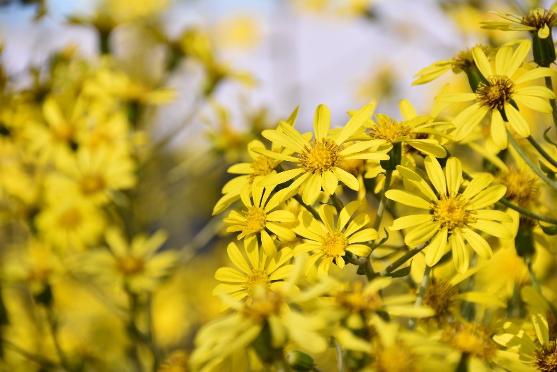f:id:flowerTDR:20201208091741j:image