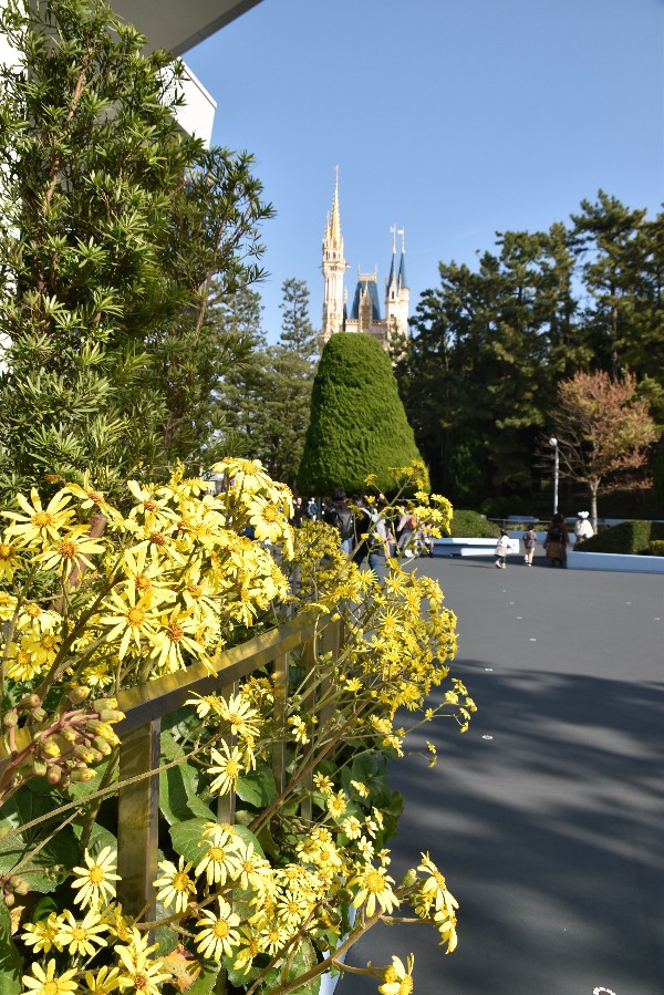 f:id:flowerTDR:20201208091750j:image