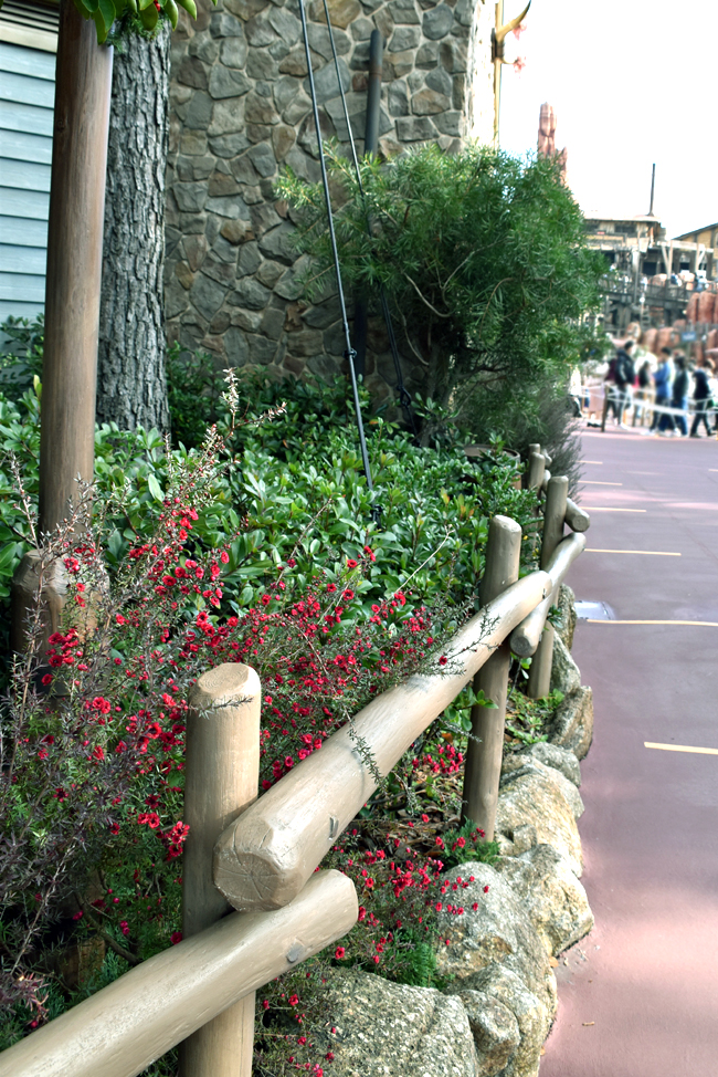 f:id:flowerTDR:20201211084822j:plain