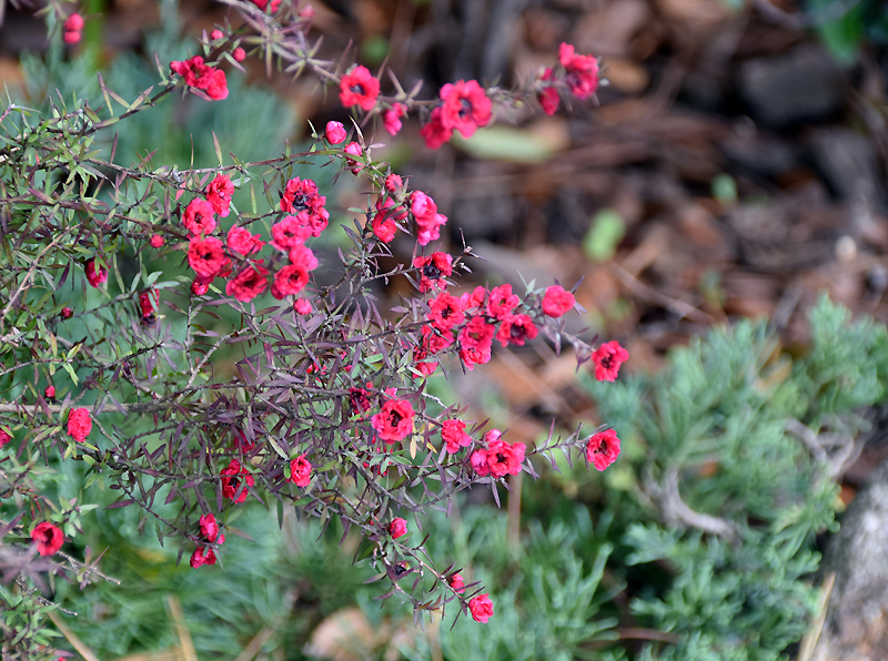 f:id:flowerTDR:20201211084841j:plain