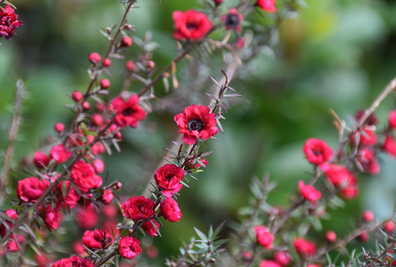 f:id:flowerTDR:20201211084903j:plain