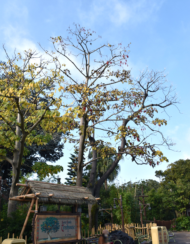 f:id:flowerTDR:20201212075918j:plain
