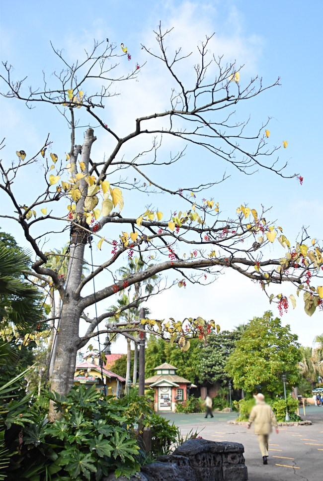 f:id:flowerTDR:20201212075952j:plain
