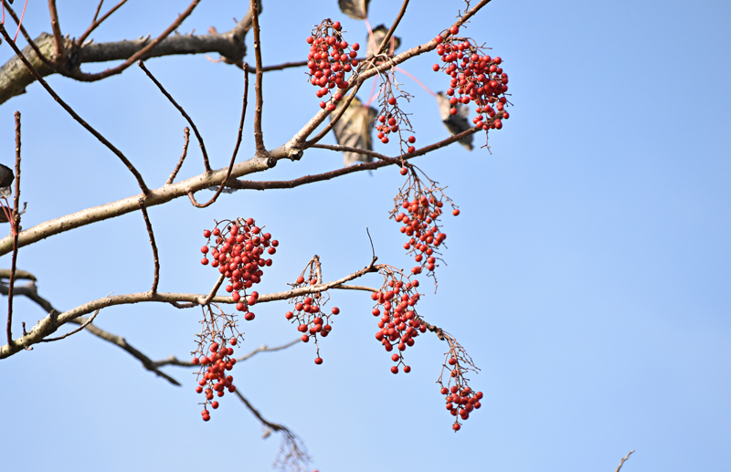 f:id:flowerTDR:20201212080015j:plain