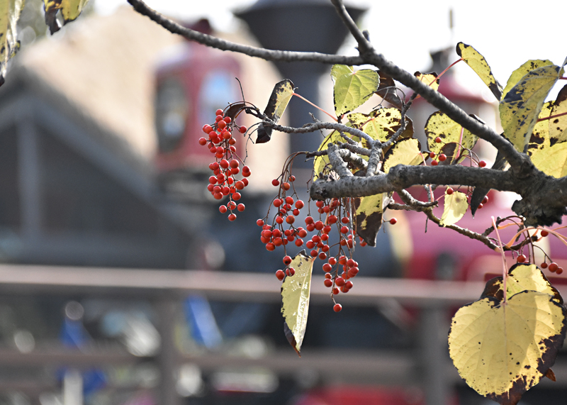 f:id:flowerTDR:20201212080102j:plain