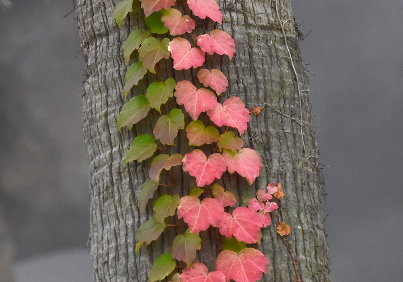 f:id:flowerTDR:20201212111132j:plain