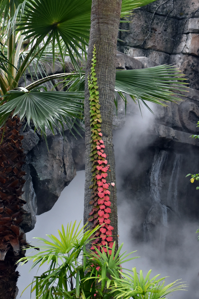 f:id:flowerTDR:20201212111233j:plain