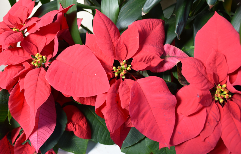 f:id:flowerTDR:20201218092329j:plain