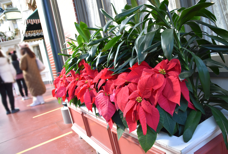 f:id:flowerTDR:20201218092342j:plain