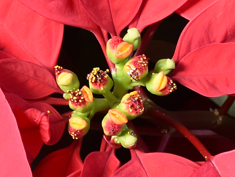 f:id:flowerTDR:20201218092740j:plain