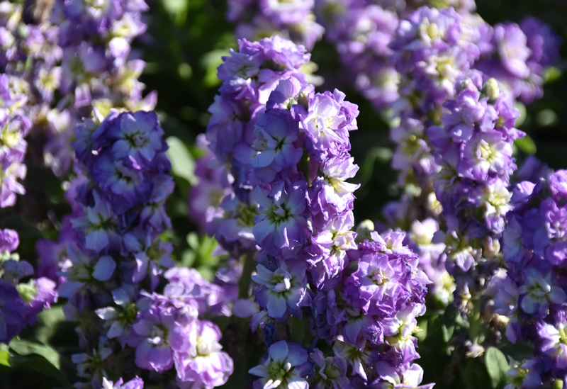 f:id:flowerTDR:20201225084016j:plain