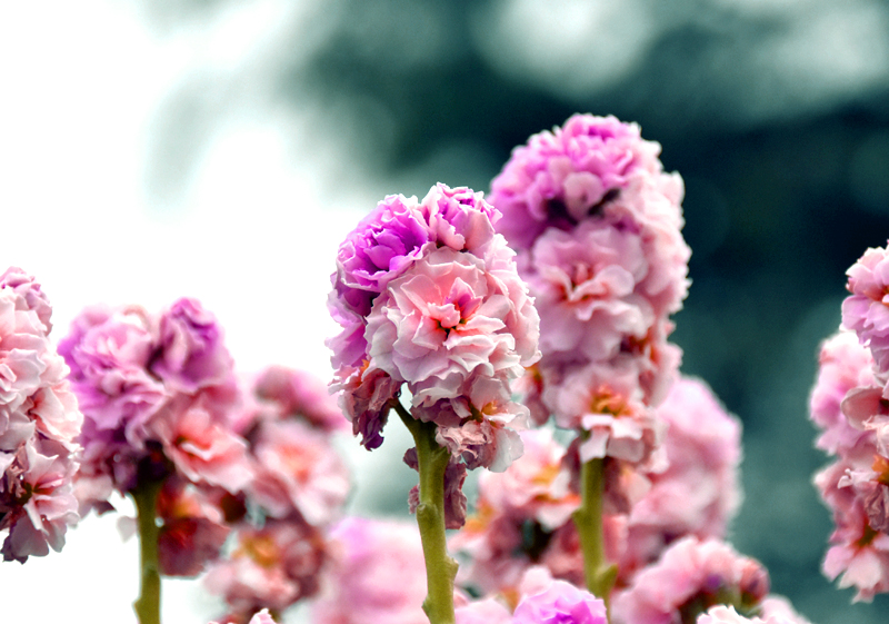 f:id:flowerTDR:20201230232858j:plain