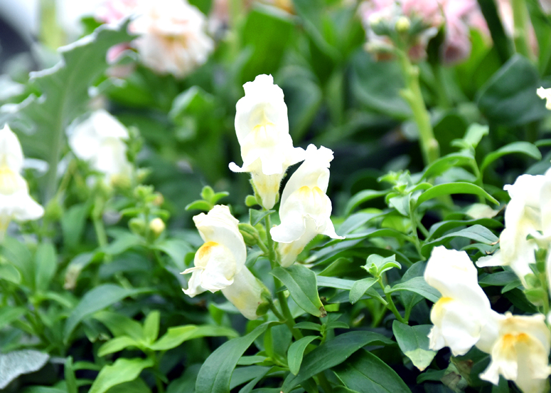 f:id:flowerTDR:20201230232930j:plain