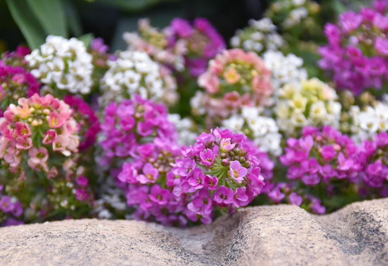 f:id:flowerTDR:20201230232947j:plain