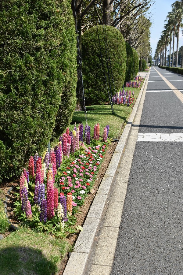 f:id:flowerTDR:20201231003640j:plain