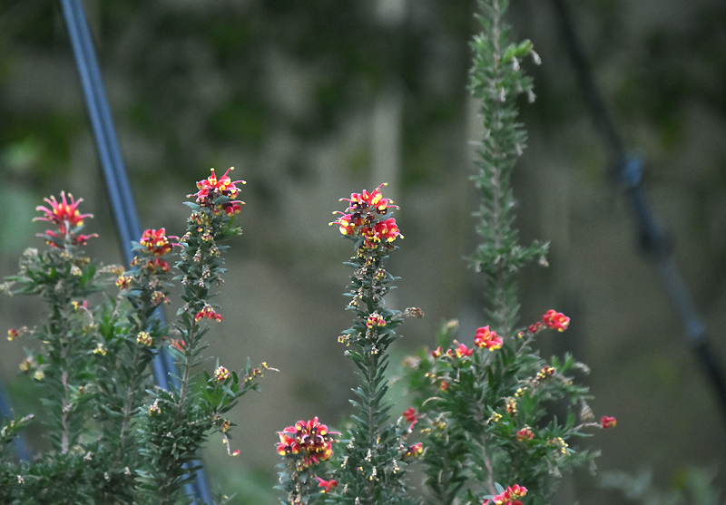 f:id:flowerTDR:20210105135932j:plain