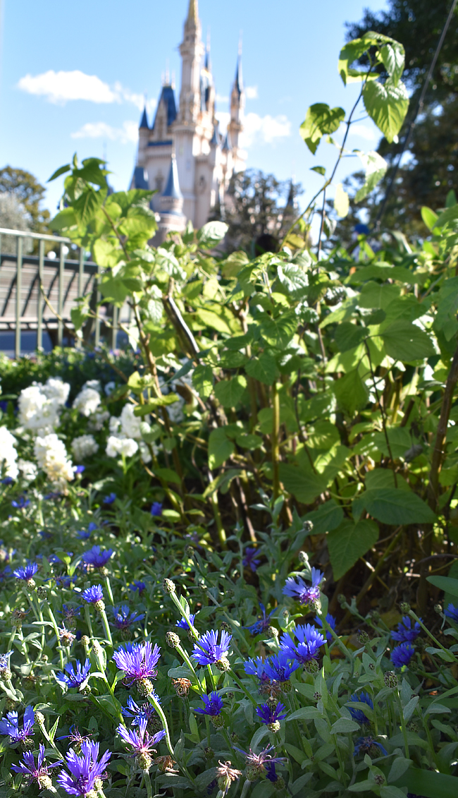 魔除けの花 舞浜植物図鑑 魔除けの花 舞浜植物図鑑