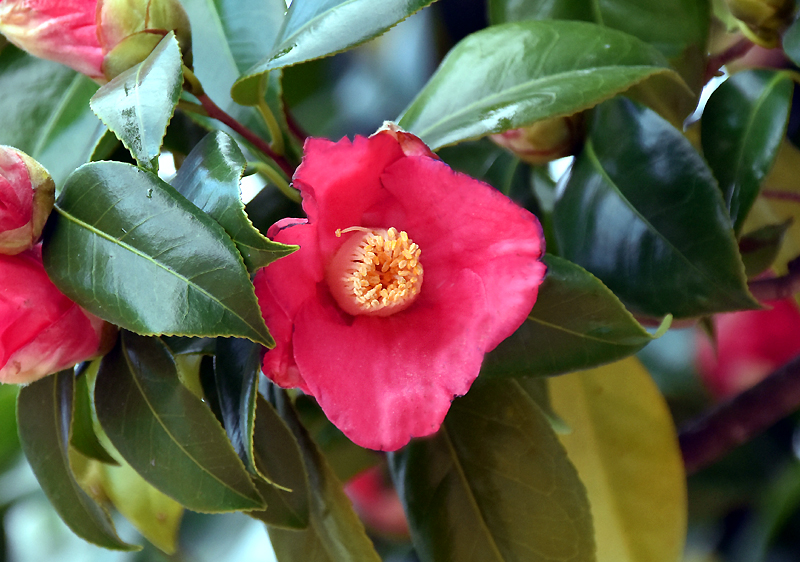 f:id:flowerTDR:20210109114918j:plain