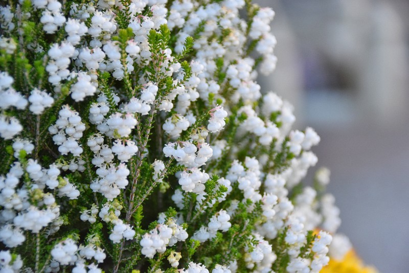 f:id:flowerTDR:20210112090349j:image