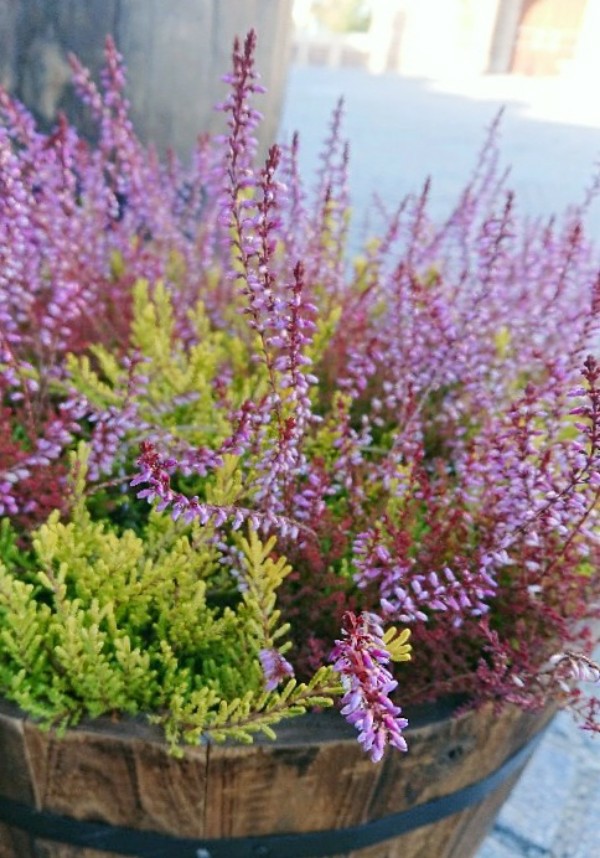 f:id:flowerTDR:20210112090358j:image