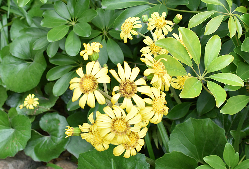f:id:flowerTDR:20210131222254j:plain