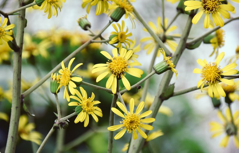 f:id:flowerTDR:20210201091644j:image