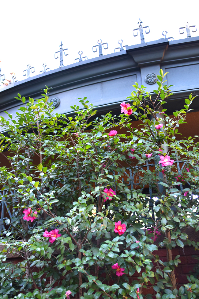 f:id:flowerTDR:20210202212017j:plain
