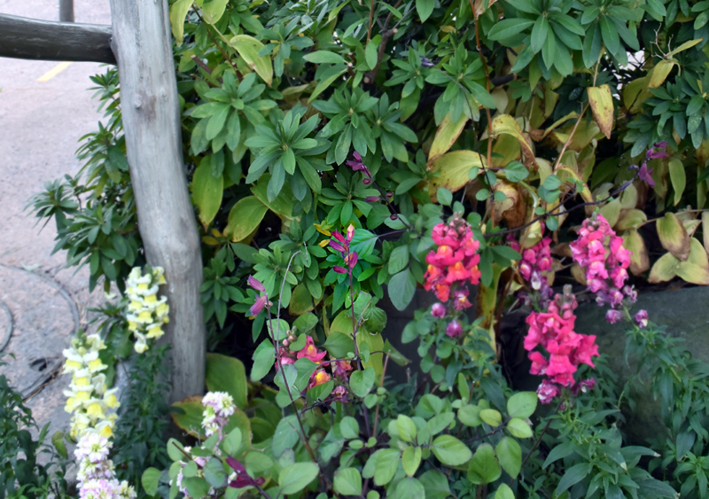 f:id:flowerTDR:20210205094453j:plain