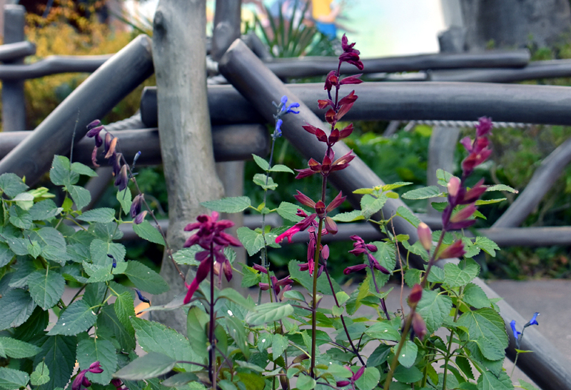 f:id:flowerTDR:20210205094502j:plain