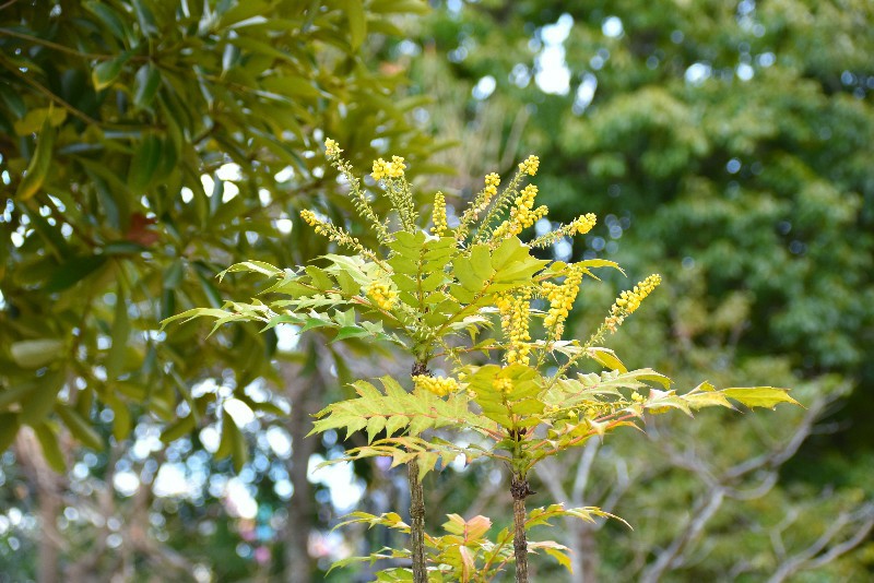 f:id:flowerTDR:20210208091848j:image