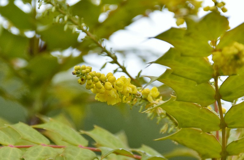f:id:flowerTDR:20210208091900j:image