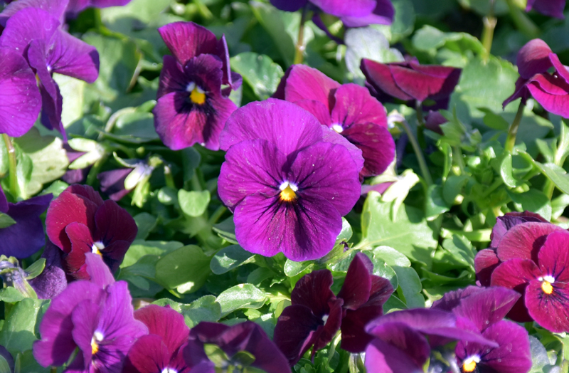 f:id:flowerTDR:20210211104044j:plain
